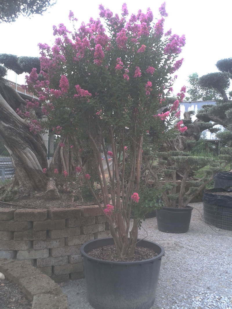 lagerstroemia indica vendita