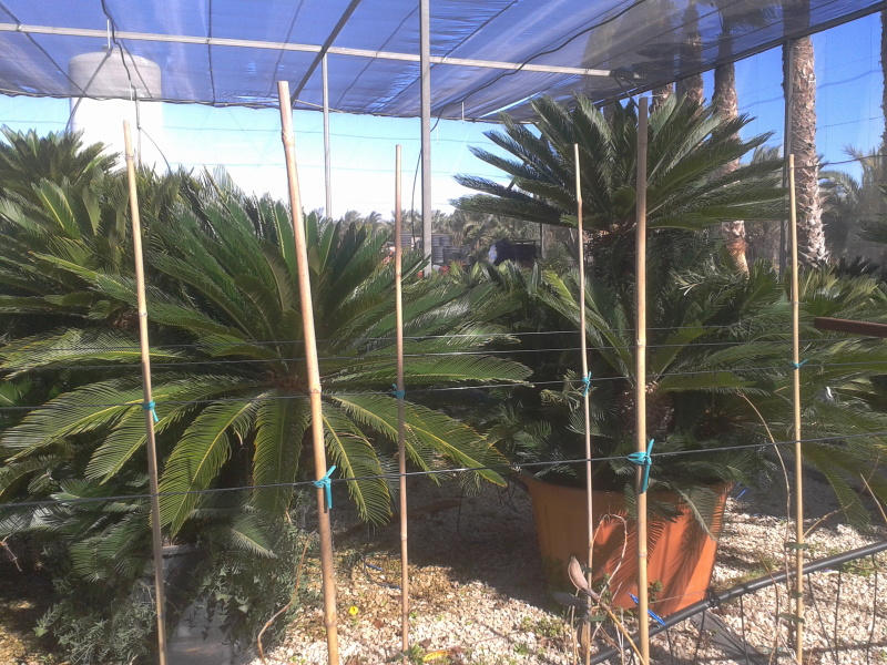 cycas revoluta  vendita on line