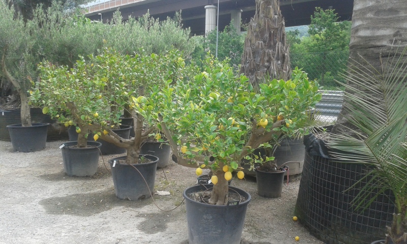limoni vivaio vendita