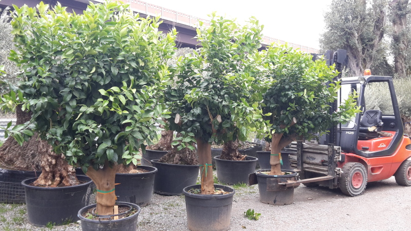 limoni esemplari vendita