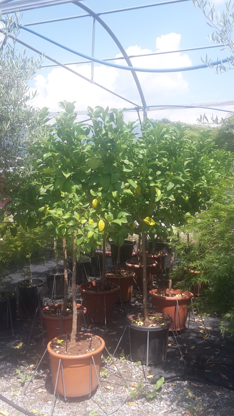limoni in vendita