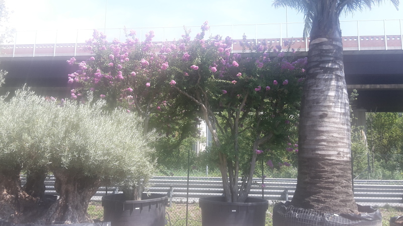 lagerstroemia indica vendita esemplare