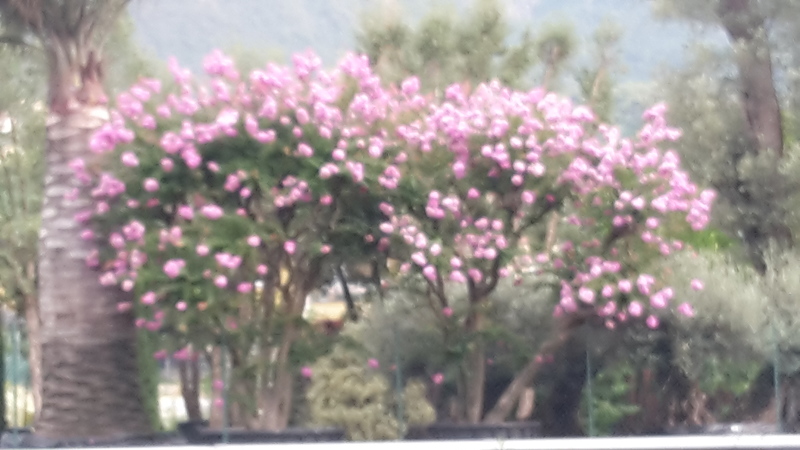 lagerstroemia indica esemplare vendita