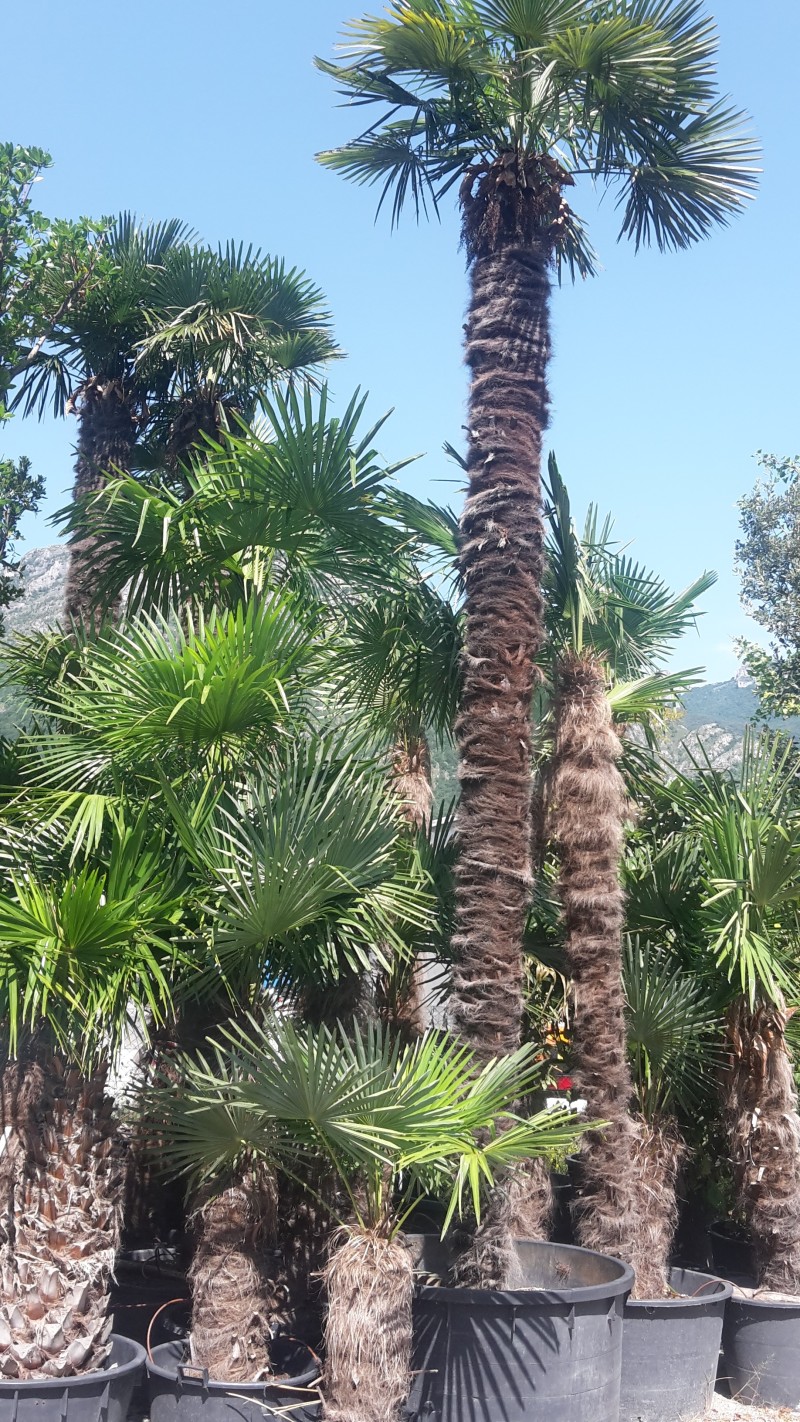 trachycarpus fortunei in vendita online