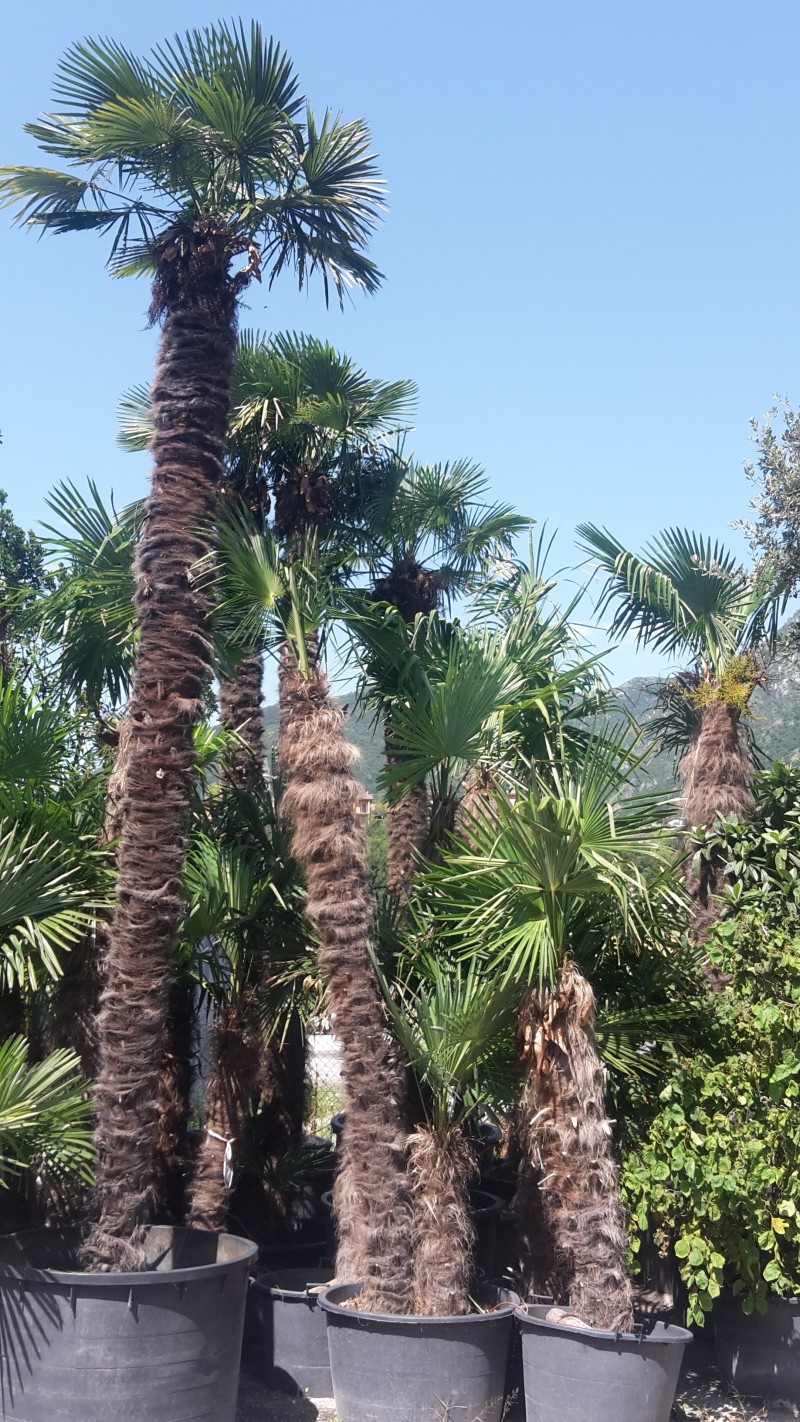 trachycarpus fortunei in vendita vivaio