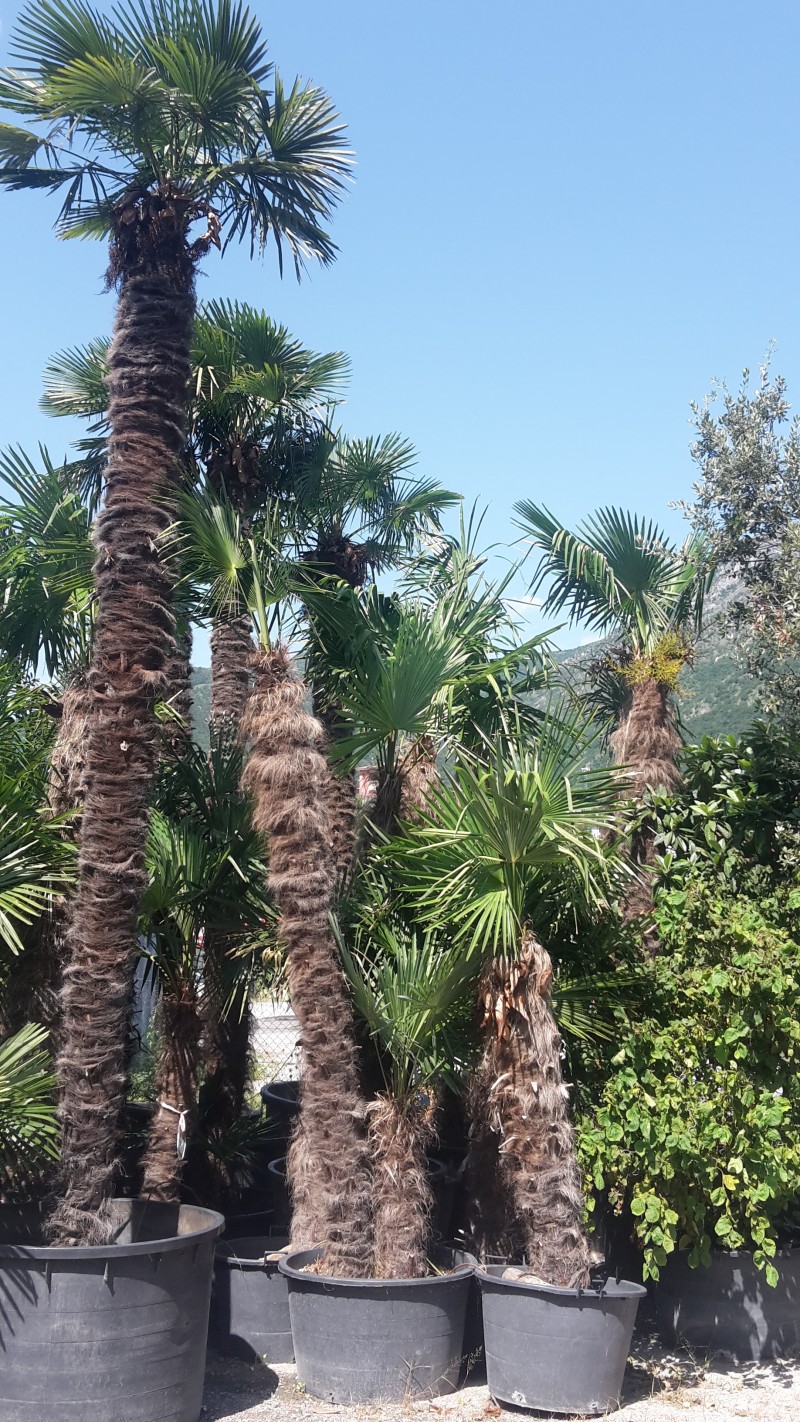 trachycarpus fortunei vivaio