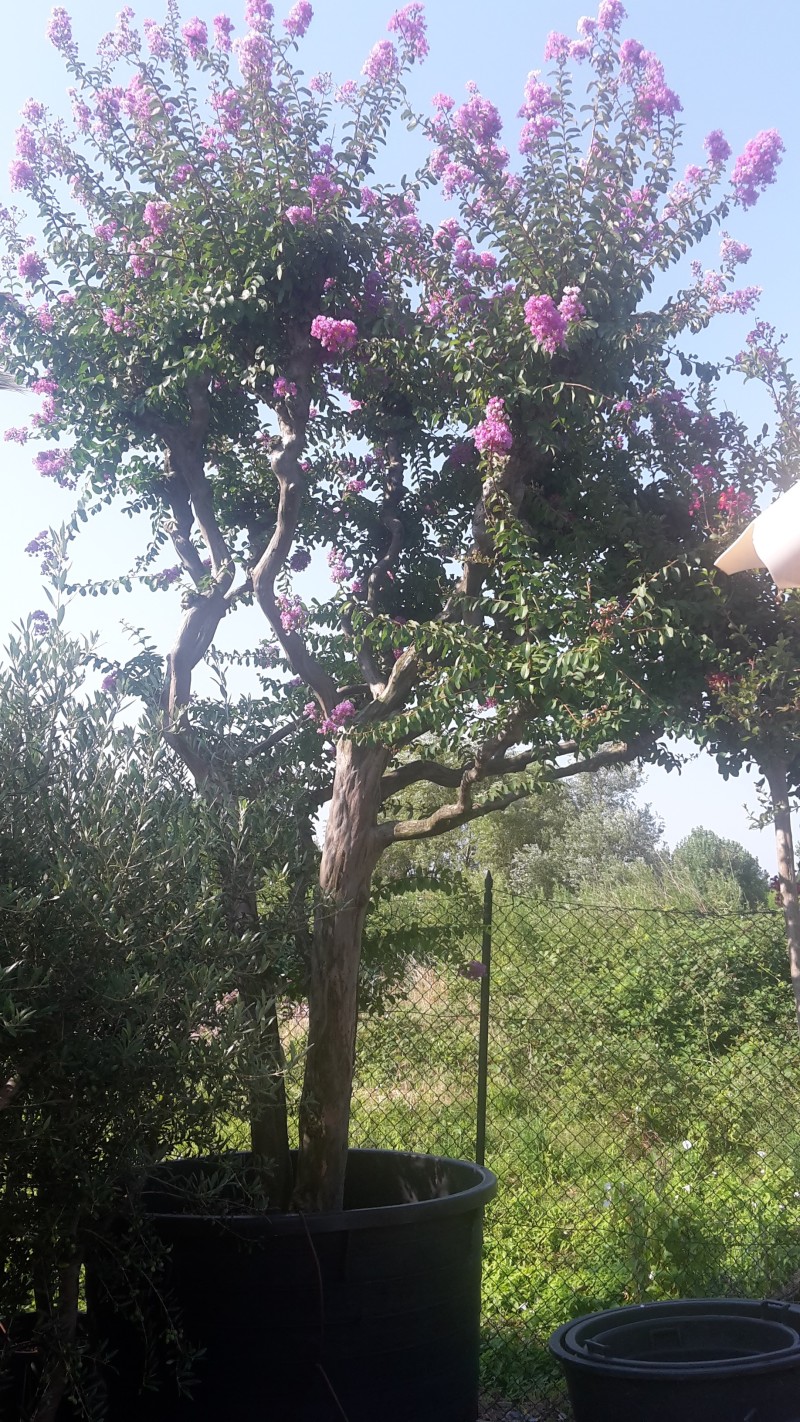 lagerstroemia  vendita esemplare