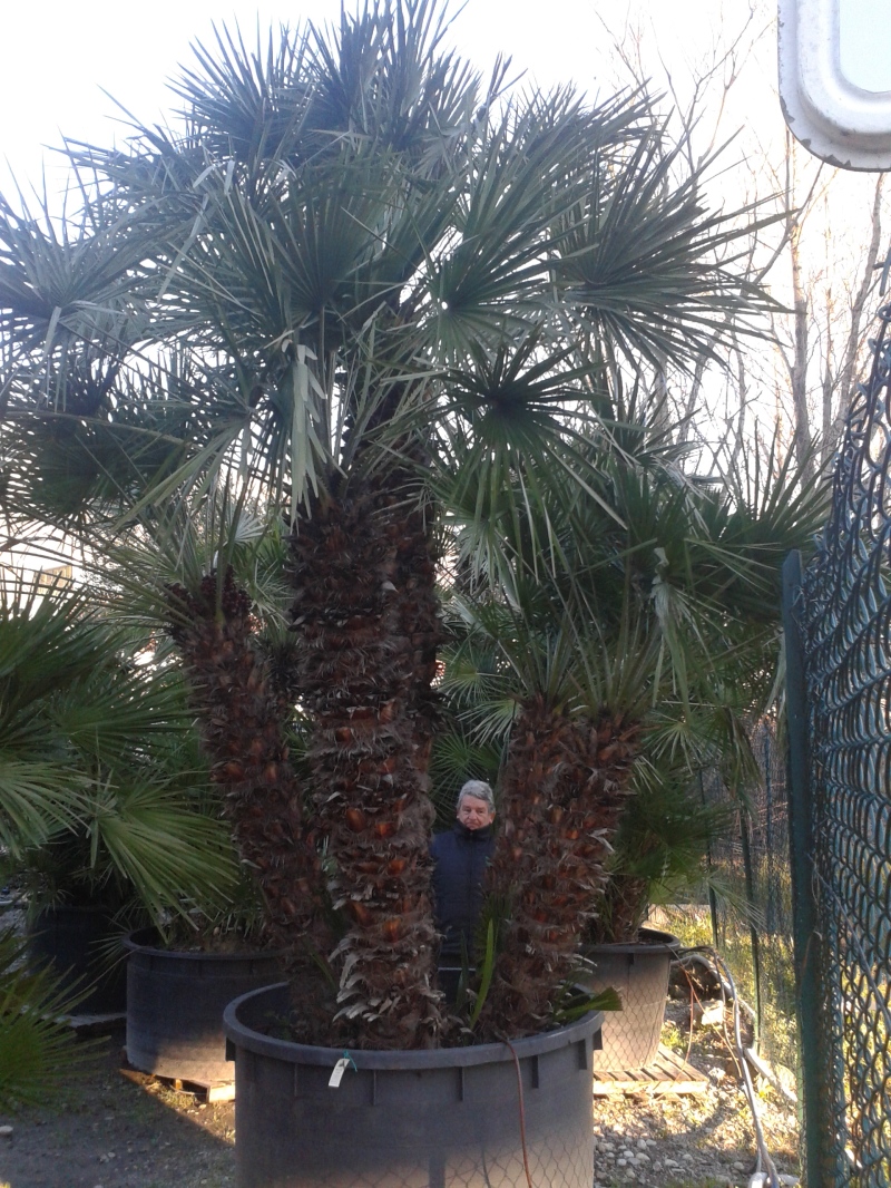 chamaerops humilis.