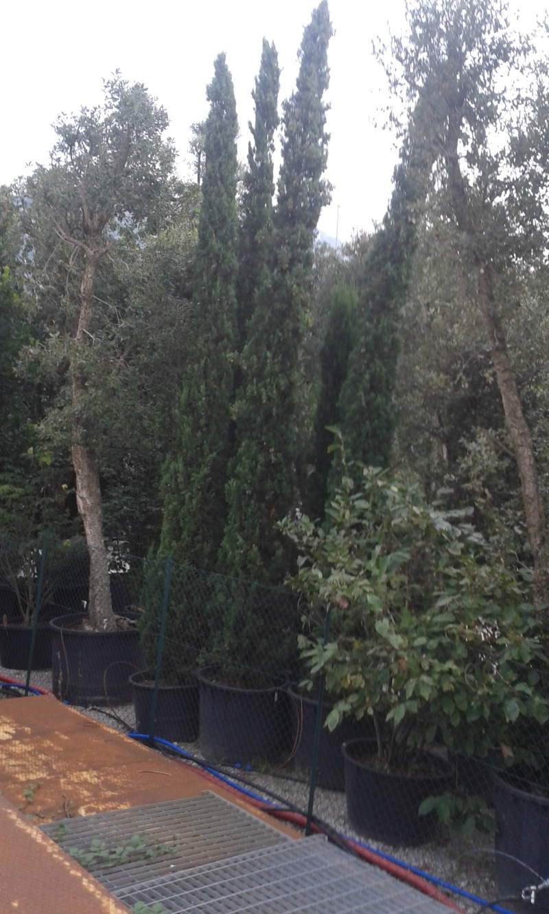 cupressus
