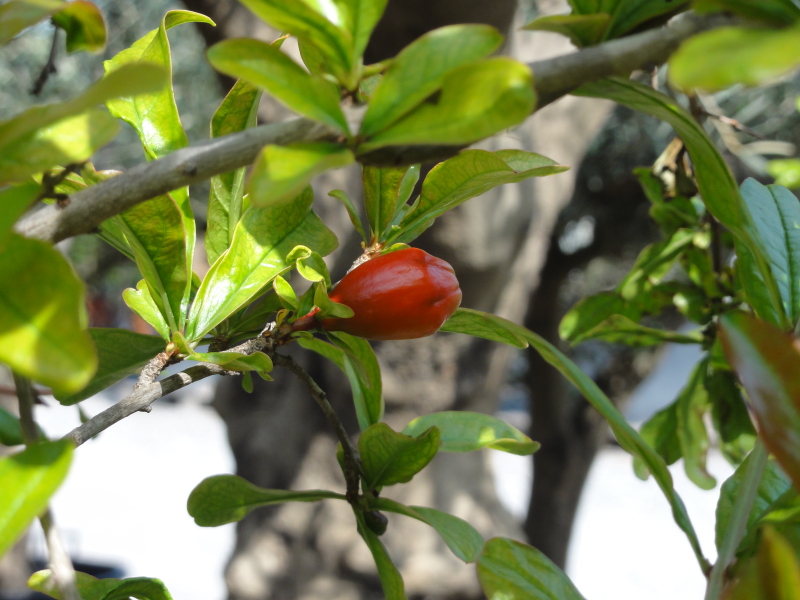 Fiore di Melograno