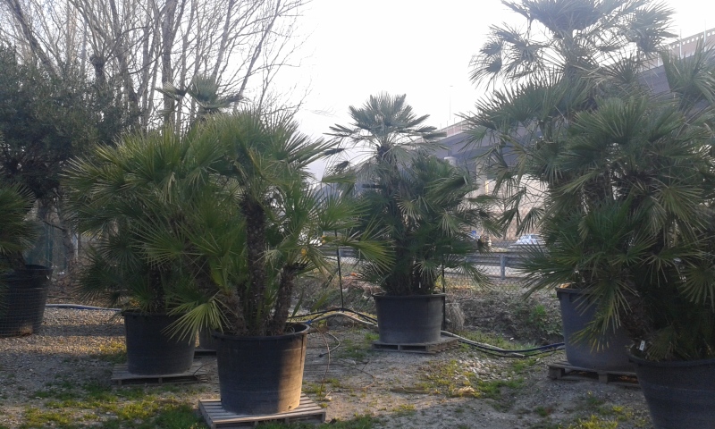 chamaerops humilis gruppi