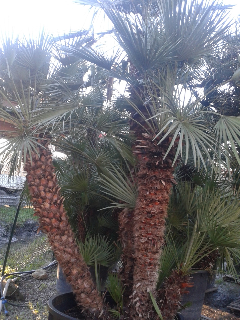  humilis