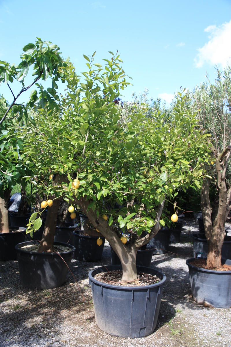 limoni in vendita online