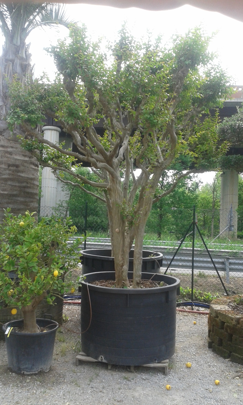 Lagerstroemia indica