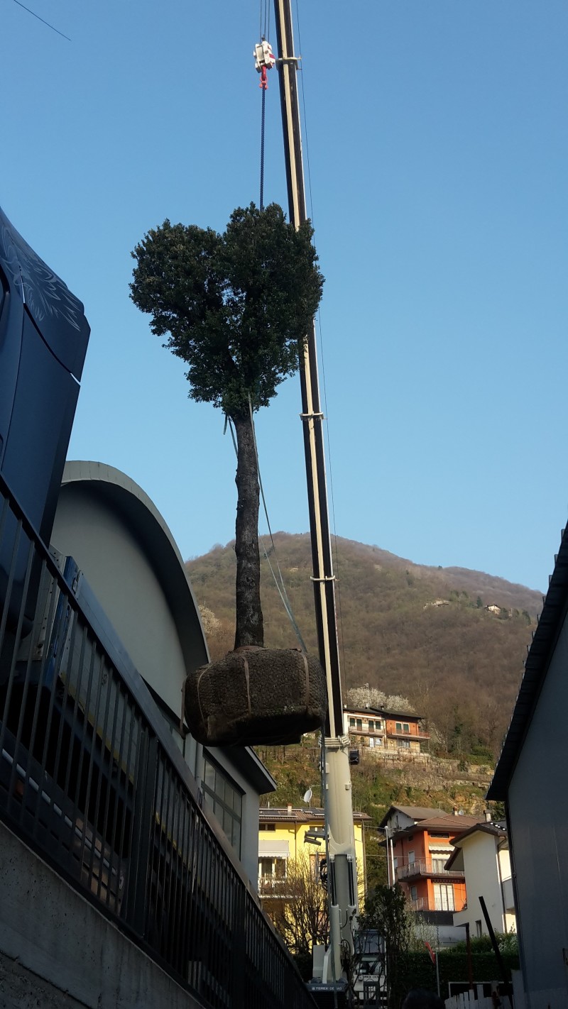 quercus ilex leccio esemplare