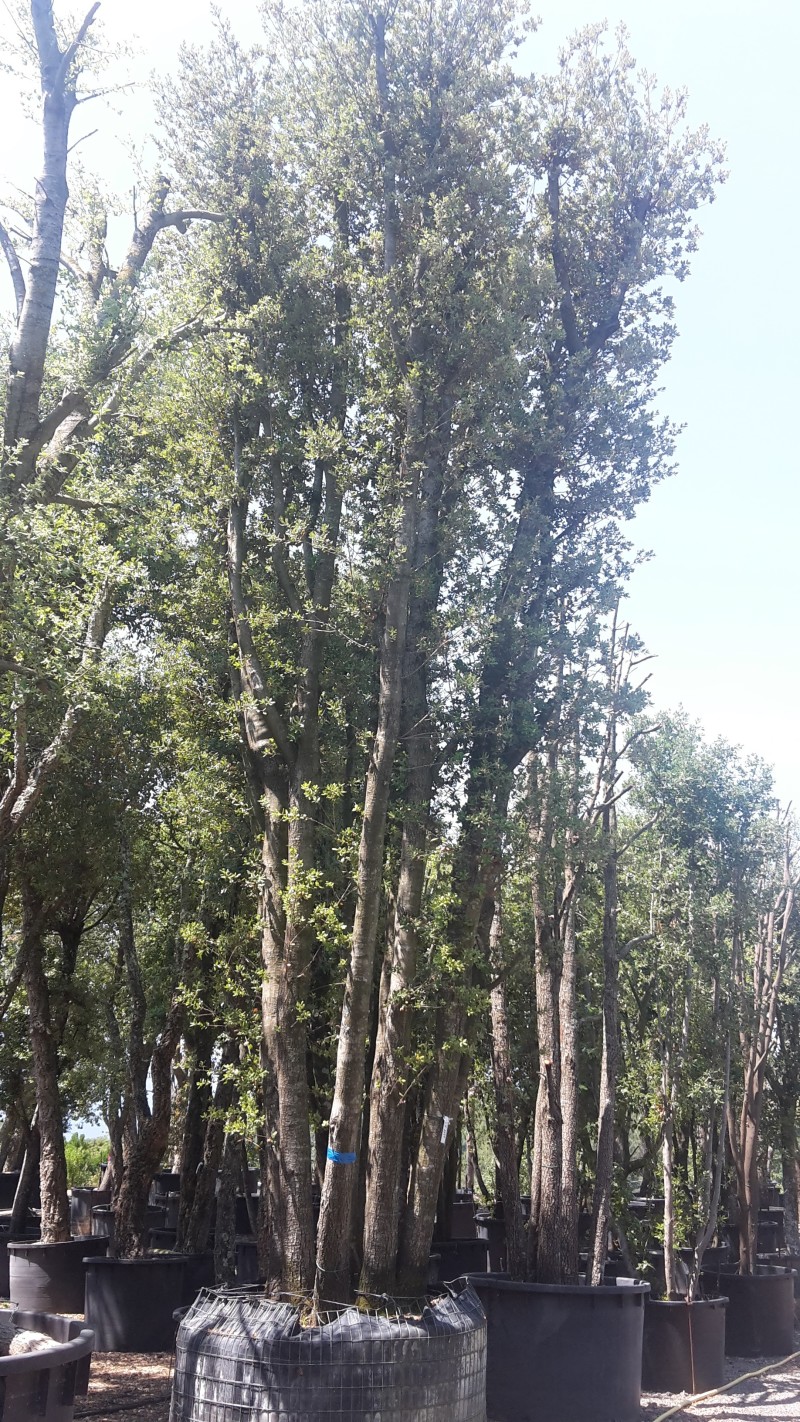 quercus ilex esemplare online vivaio