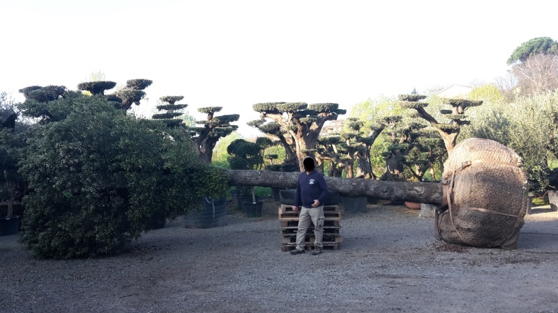 quercus ilex esemplare vendita vivaio