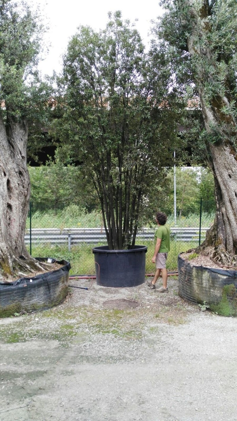 quercus ilex in vendita vivaio
