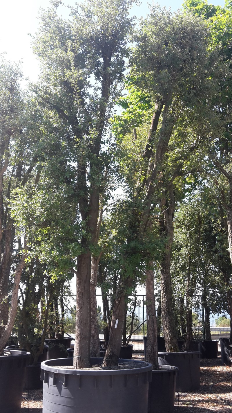 quercus ilex vivaio