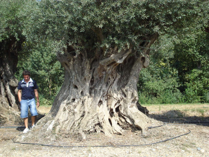 Olivi millenari