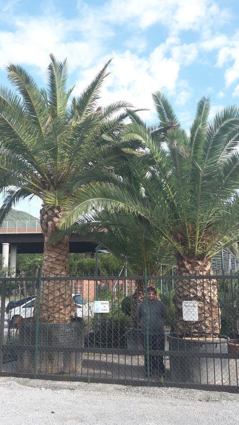 phoenix canariensis esemplare vendita online