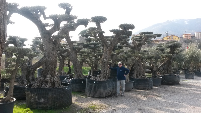 ulivi bonsai online