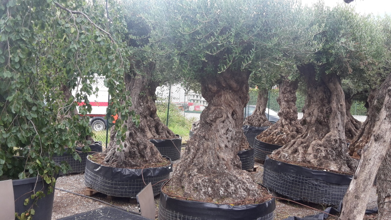 ulivi secolari in vendita