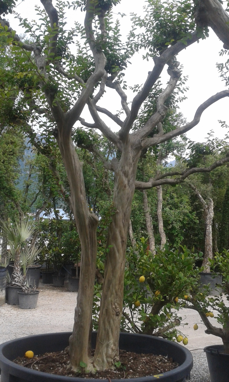 Vendita Lagerstroemia indica