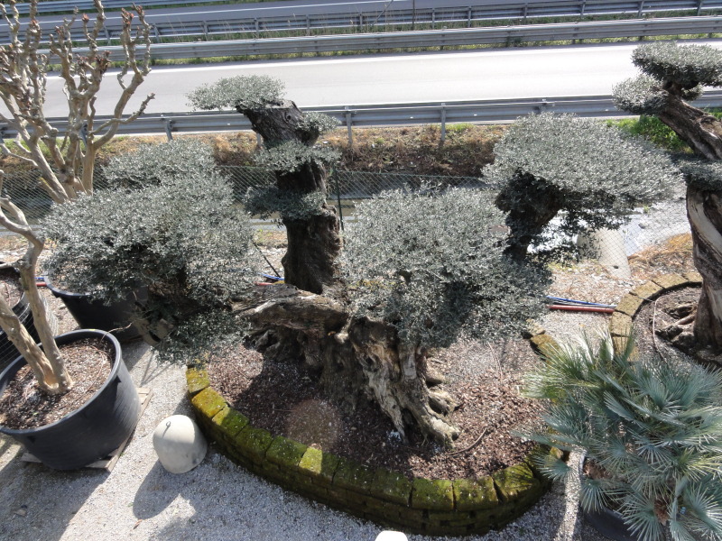 vendita ulivi bonsai