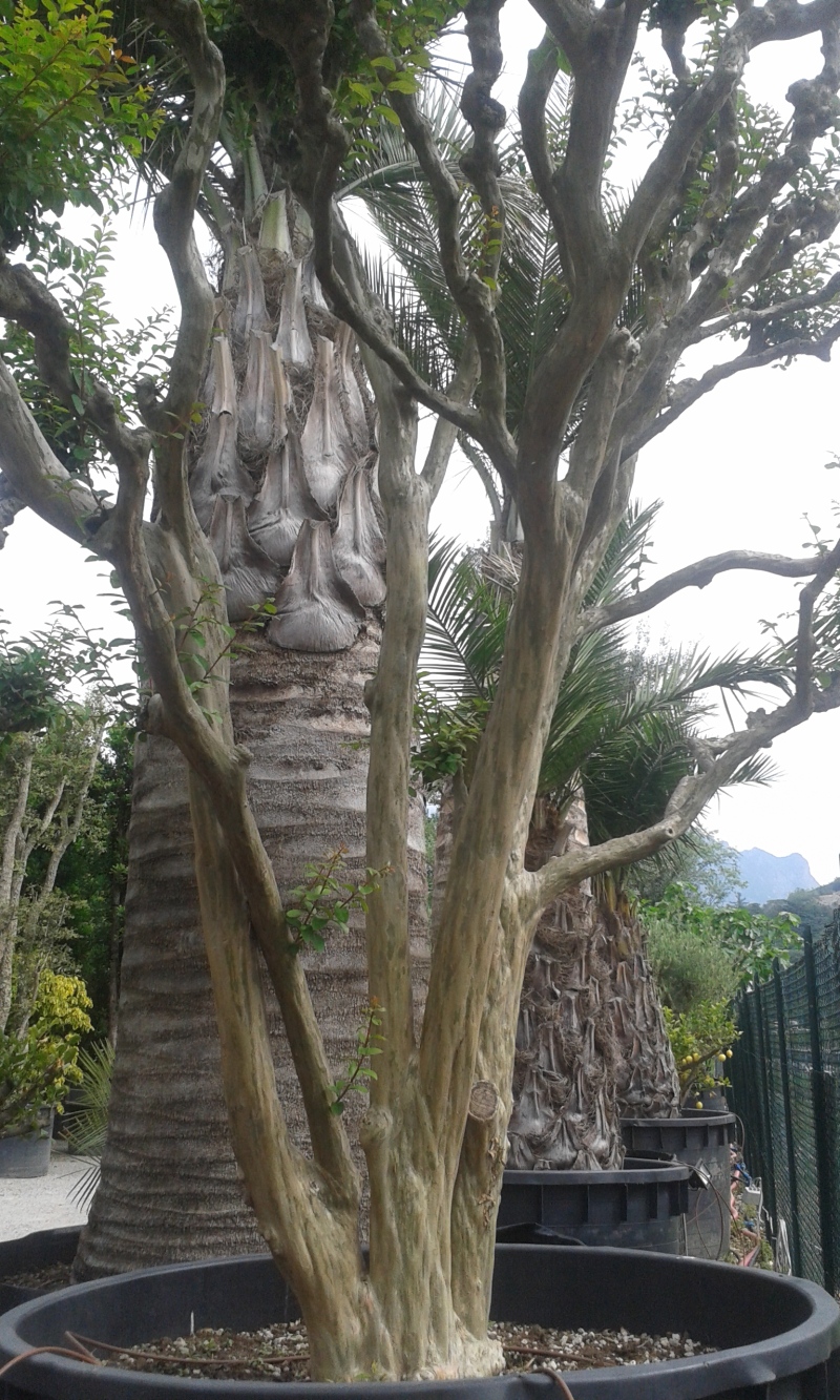 Vivaio Lagerstroemia indica