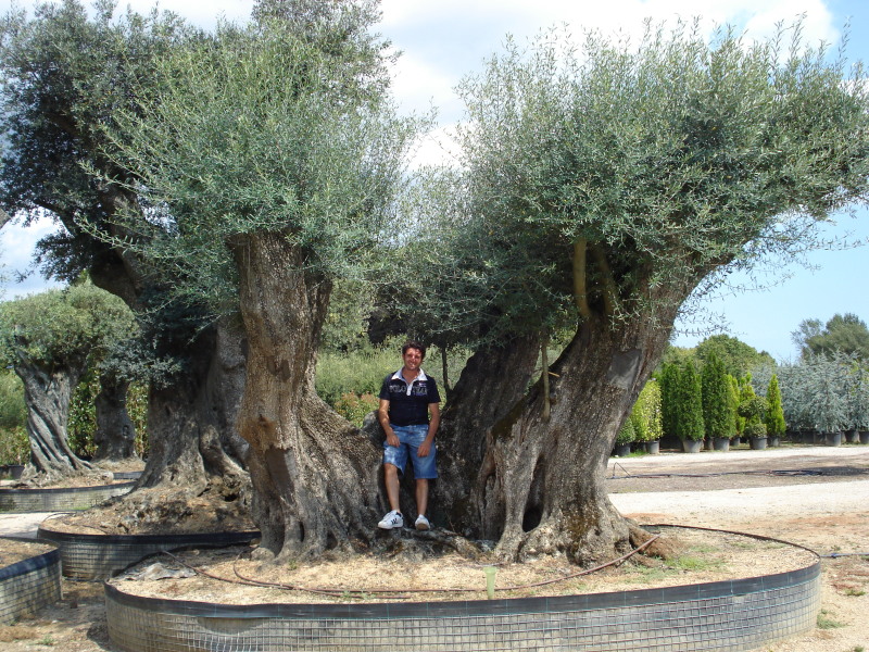 Vivaio olivi millenari