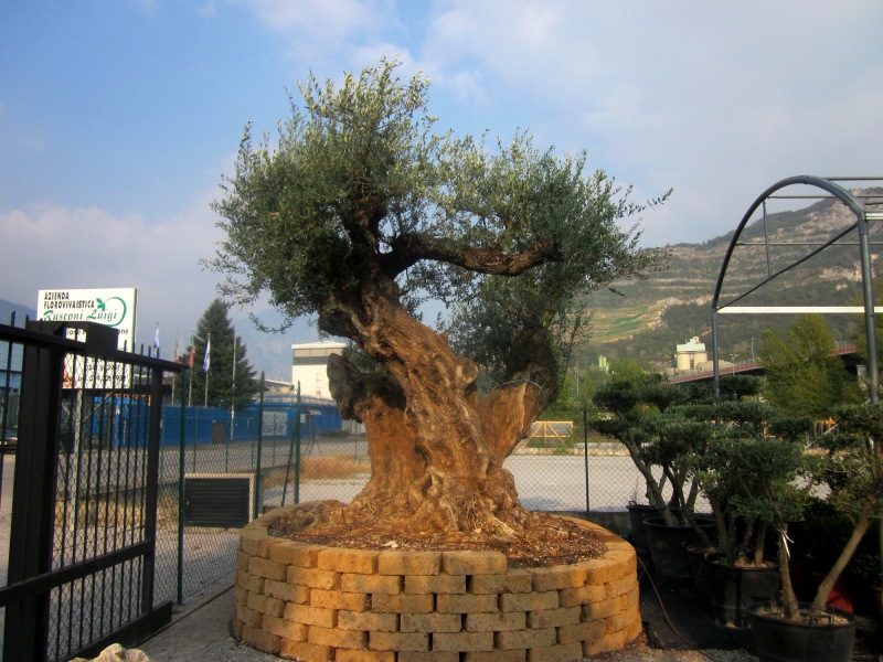 vivaio olivi secolari