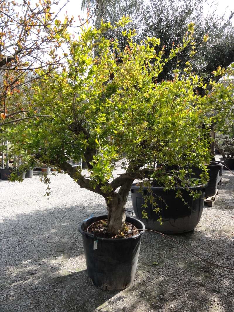 Vivaio Piante di Melograno