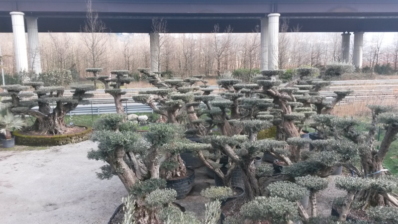 vivaio ulivi bonsai online