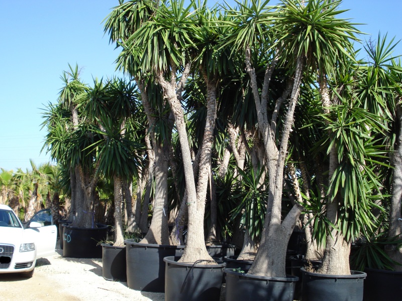 yucca esemplare online
